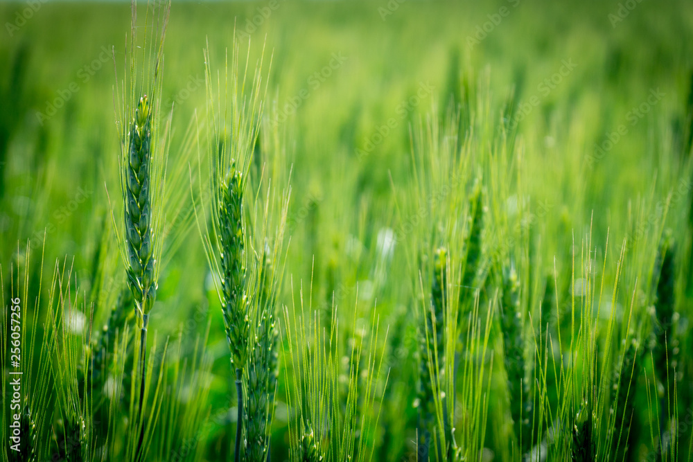photograph of a wheat field. Young not Mature wheat. photograph of a wheat field. Young not Mature wheat.