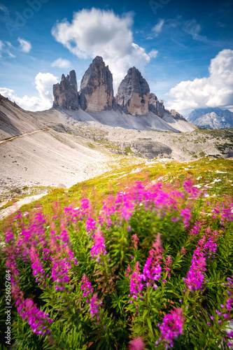 Fototapeta Naklejka Na Ścianę i Meble -  flowering in front of the Tre Cime di Lavaredo Sesto Dolomites