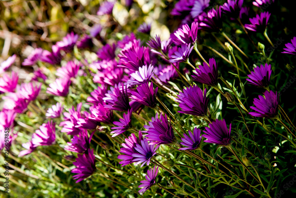 Fototapeta premium corner's garden with purple daisies in spring
