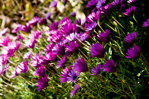 corner s garden with purple daisies in spring