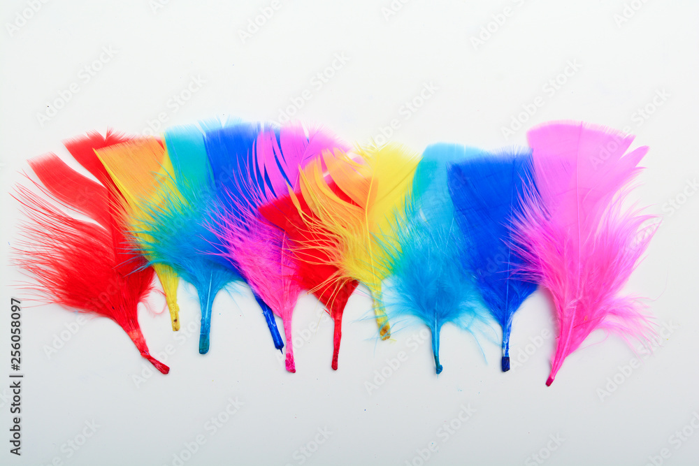 Bright and colourful feathers arranged on a white background Bright and colourful feathers arranged on a white background