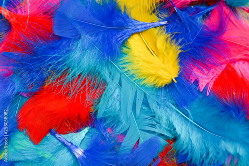 Bright and colourful feathers arranged on a white background