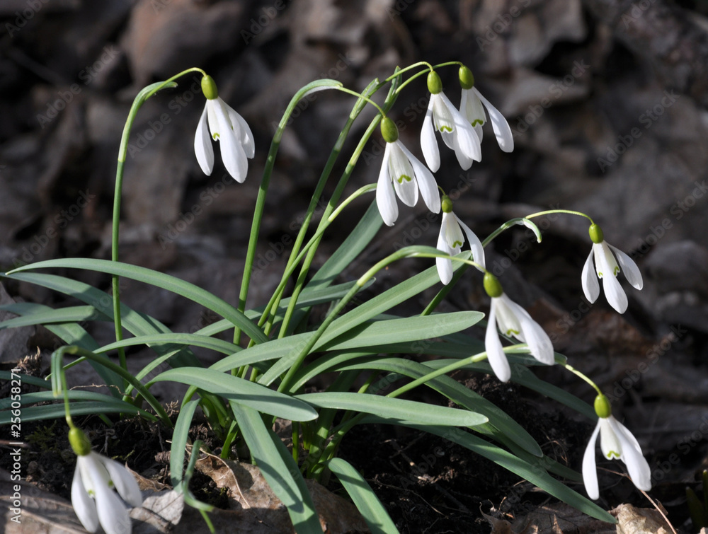 Flowering snowdrops in the woods