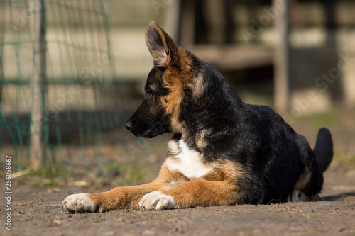 Fototapeta Naklejka Na Ścianę i Meble -  shepherd puppy outdoors
