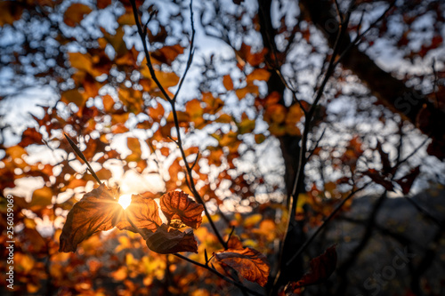 autumn leaves in the forest with sunlight on the background. orange autumn background © evoks24