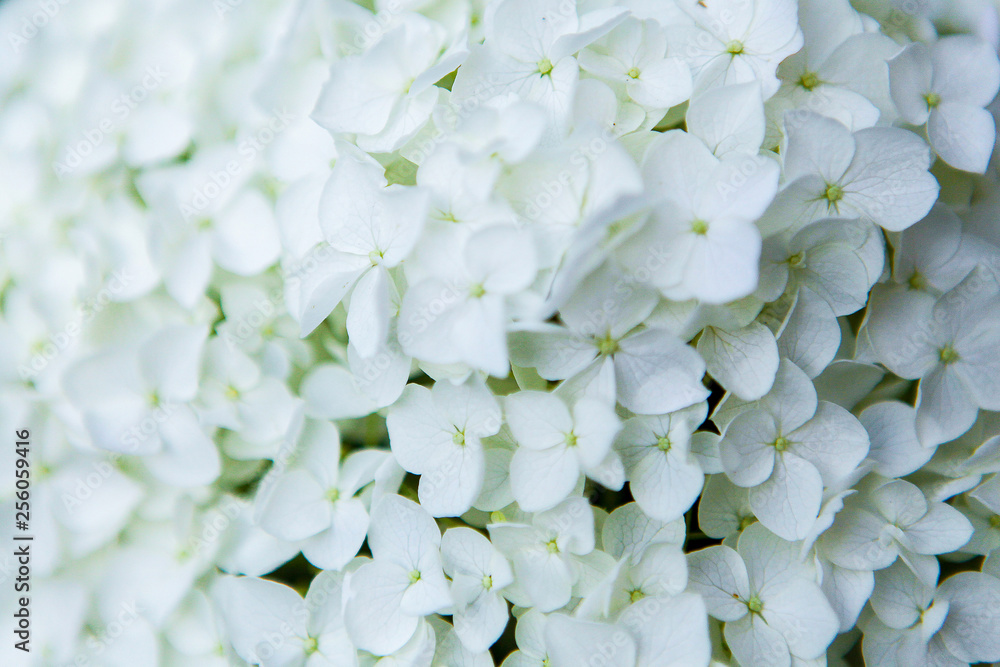 Close-up beautiful floral background white hydrangea flowers or Hydrangea macrophylla for abstract background Close-up beautiful floral background white hydrangea flowers or Hydrangea macrophylla for abstract background