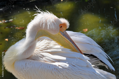 Great white pelican is cleaning the feathers near water