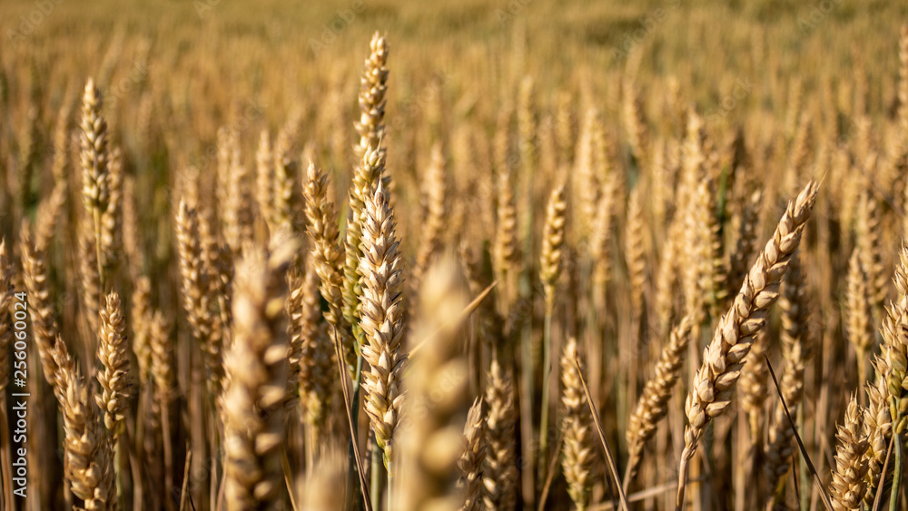 Golden wheat field in summer in Germany, close up ans selective focus. Full frame shot of wheat Golden wheat field in summer in Germany, close up ans selective focus. Full frame shot of wheat