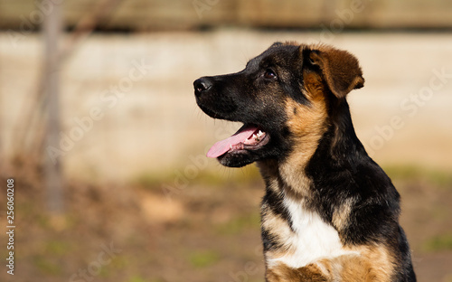 shepherd puppy outdoors