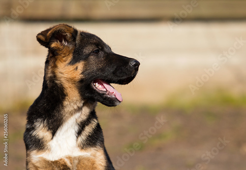 shepherd puppy outdoors