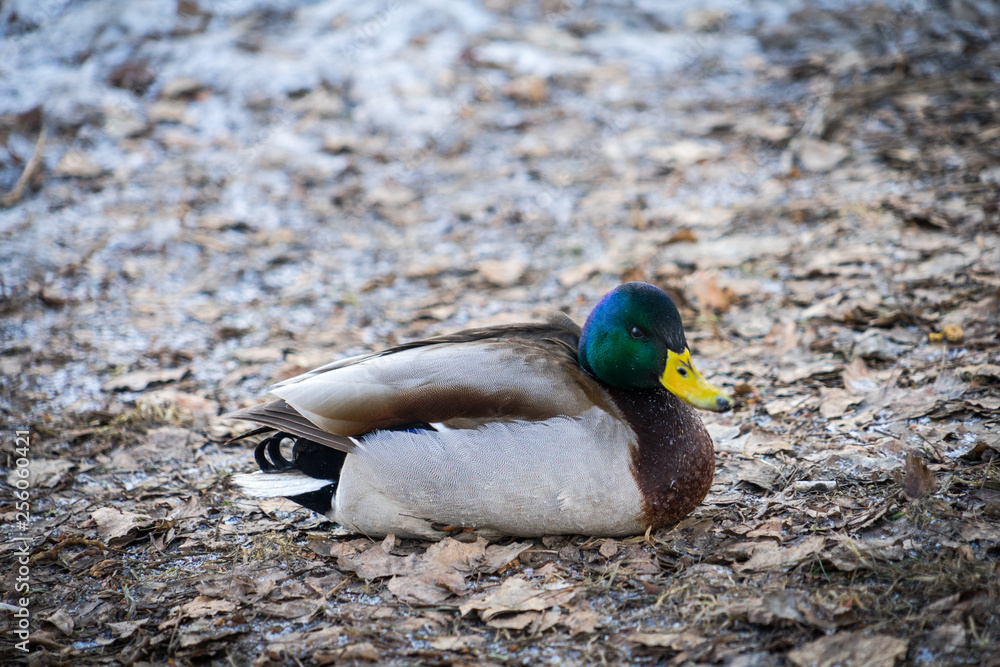 Fototapeta premium hoto wild ducks. Place for your text.