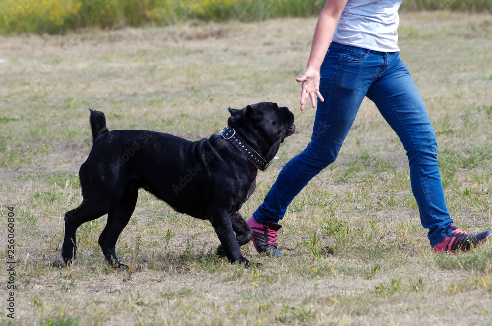 Girl with a big black dog walks through the park Girl with a big black dog walks through the park