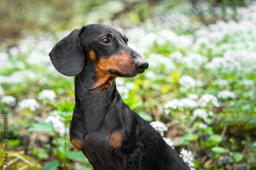 Cute dog breed dachshund, black and tan, in green forest against white spring flowers