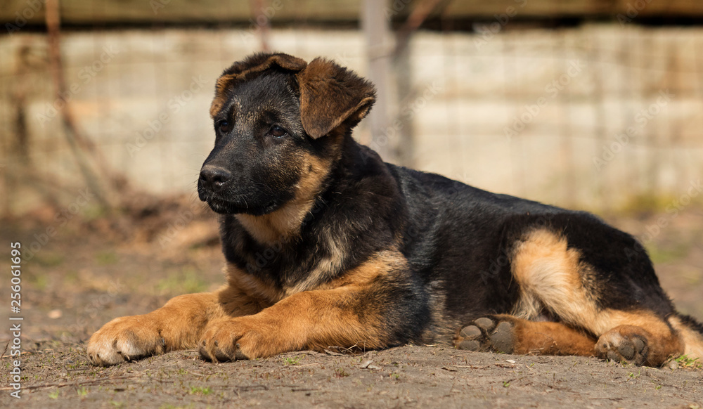 shepherd puppy outdoors shepherd puppy outdoors