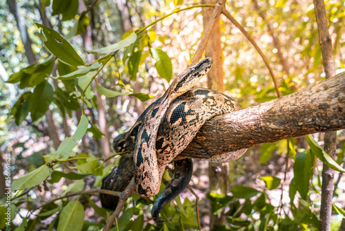 boa on a tree branch. wild madagascar ground boa resting on a tree in the forest of nosy komba. big snake in the jungle