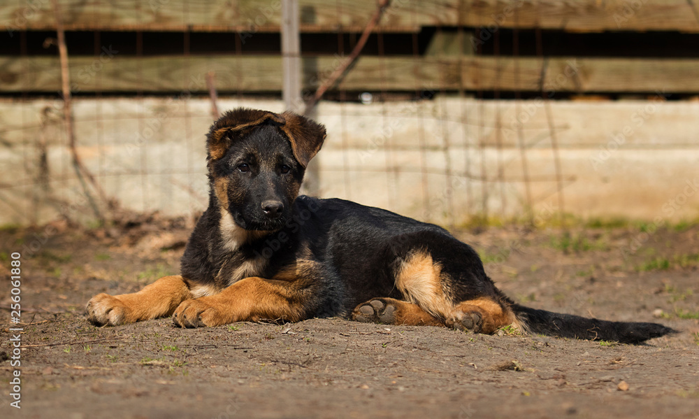 Fototapeta premium shepherd puppy outdoors