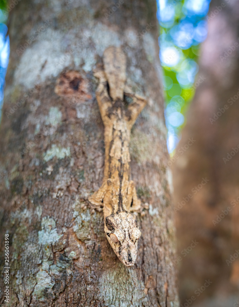 Gecko on a tree. Uroplatus phantasticus, the satanic leaf-tailed gecko endemic of Madagascar Gecko on a tree. Uroplatus phantasticus, the satanic leaf-tailed gecko endemic of Madagascar