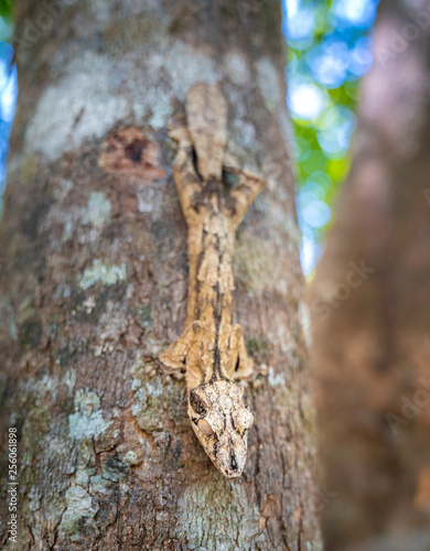 Gecko on a tree. Uroplatus phantasticus, the satanic leaf-tailed gecko endemic of Madagascar