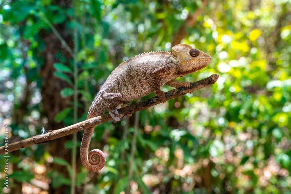 wild panther chameleon (furcifer pardalis), a species of chameleon endemic of Madagascar and found often in tropical forest wild panther chameleon (furcifer pardalis), a species of chameleon endemic of Madagascar and found often in tropical forest