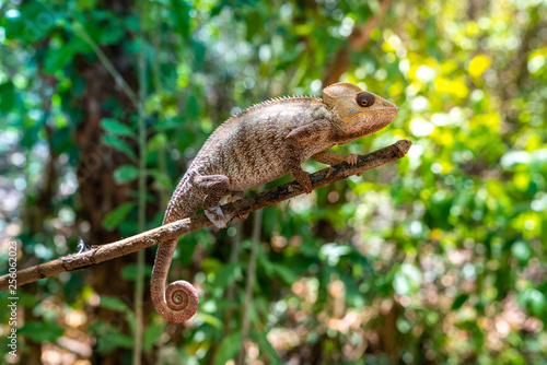 wild panther chameleon (furcifer pardalis), a species of chameleon endemic of Madagascar and found often in tropical forest