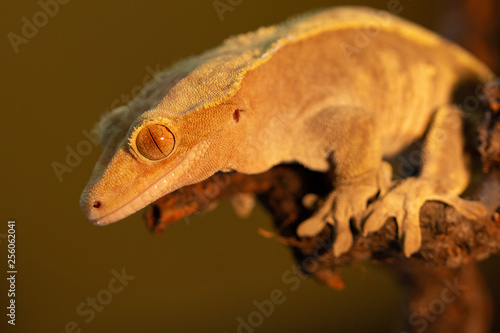 Correlophus ciliatus or Gecko Crestate