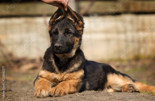 shepherd puppy outdoors