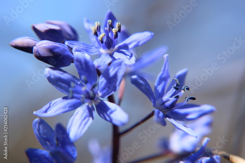 Scilla. Blue flower. Rare wild mountain flower, primrose, from the red book. photo