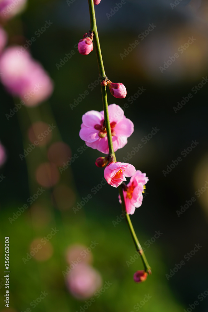 Pink flower blooms of the Japanese ume apricot tree, prunus mume, in winter in Japan Pink flower blooms of the Japanese ume apricot tree, prunus mume, in winter in Japan