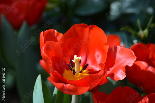 Tulips in the garden