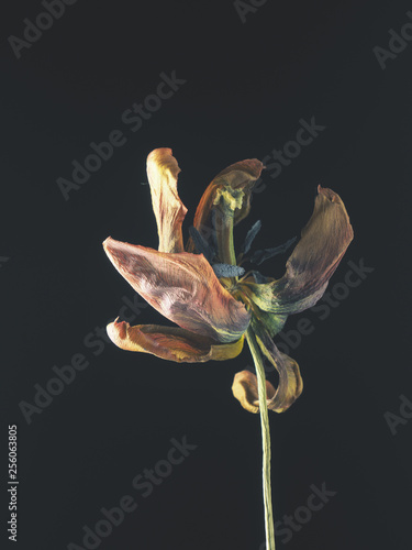 Withered purple tulip on a dark background