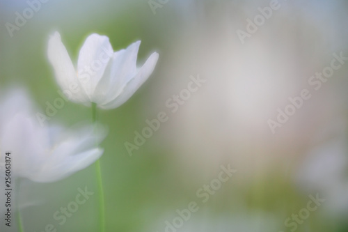 Spirit of a wood anemone © kikkerdirk