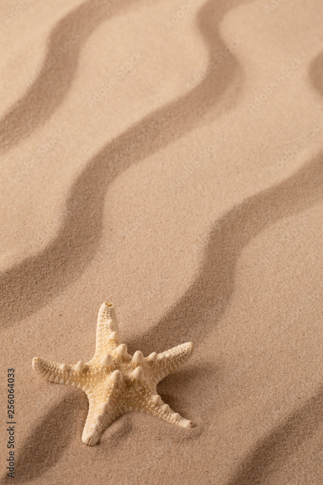 starfish or sea star laying in beach sand starfish or sea star laying in beach sand