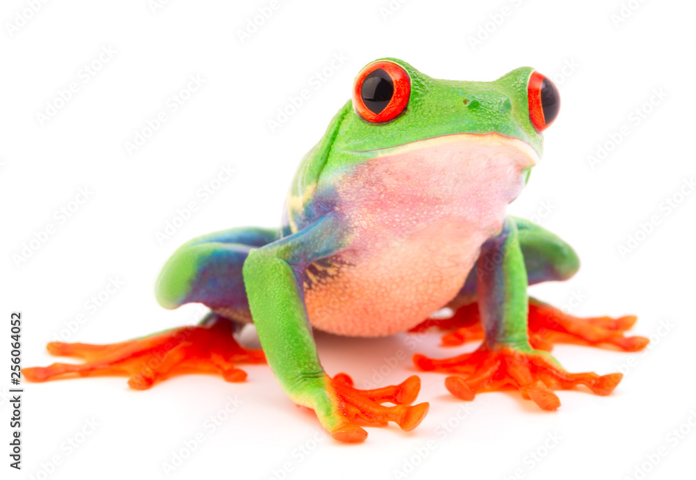 Fototapeta premium Red eyed monkey tree frog, Agalychnis callydrias. A tropical rain forest animal with vibrant eye isolated on a white background..