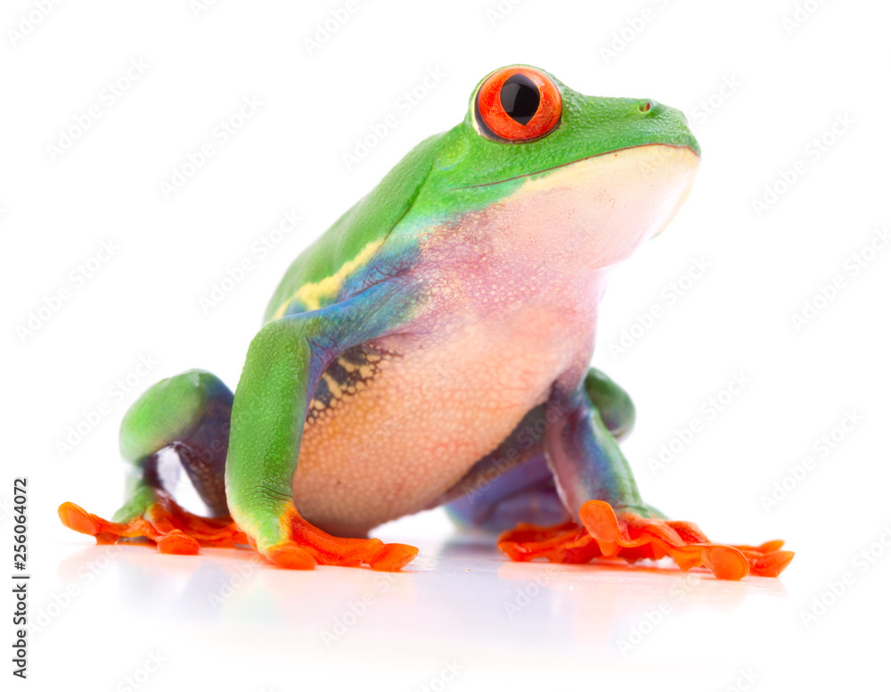 Obraz premium Red eyed tree frog a tropical animal from the endangered rain forest in Costa Rica siolated on white..