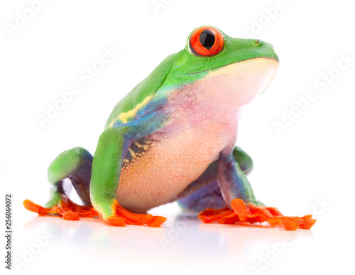 Red eyed tree frog a tropical animal from the endangered rain forest in Costa Rica siolated on white..