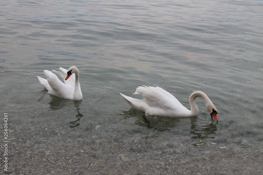 Fototapeta premium White swans on lake Garda Italy