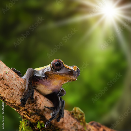 Tropical tree frog basking in the sun, Dendropsophus manonegra.   A rain forest animal living in the Amazon jungle. © kikkerdirk