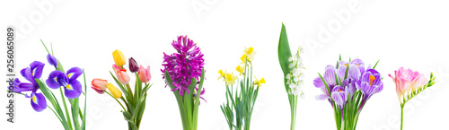 violet hyacinth flowers