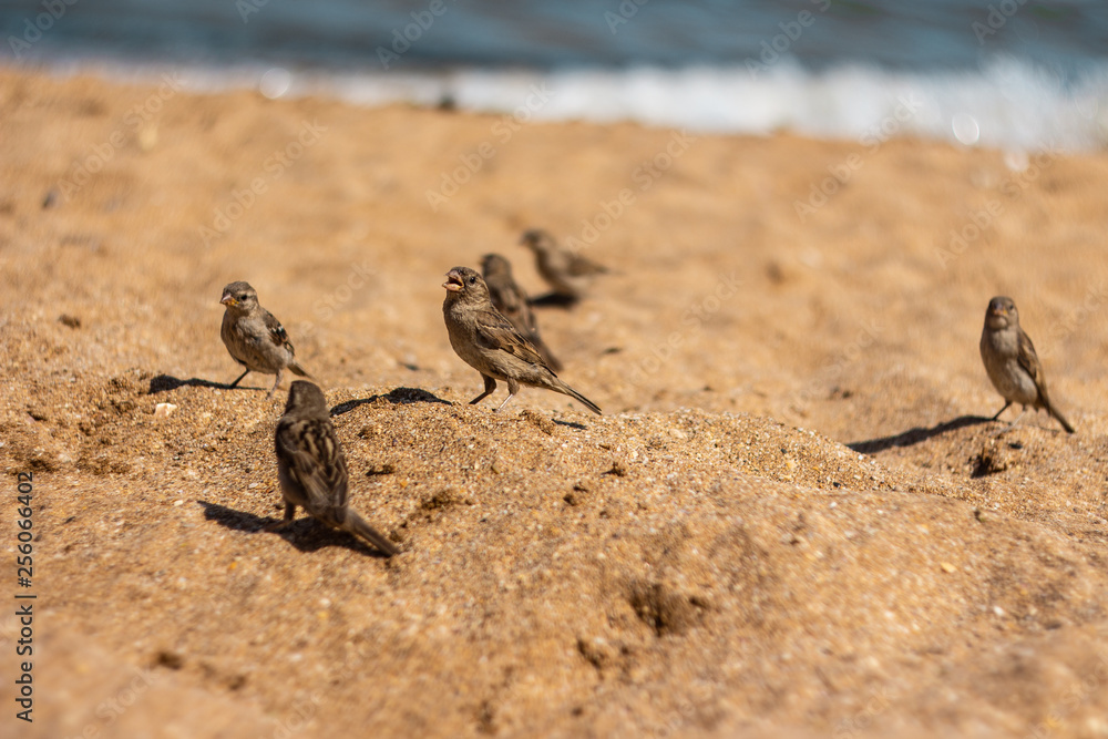 Sparrows on beach