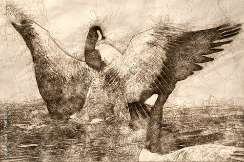 Sketch of a Canada Goose with Outstretched Wings