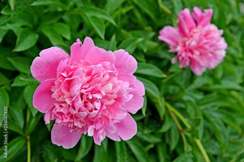 Two pink flowers of a peony  Paeonia L. 