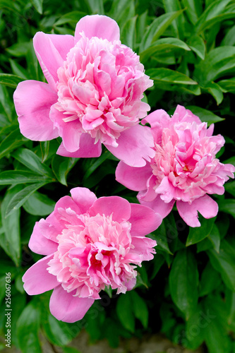 Large pink flowers of a peony (Paeonia L.)