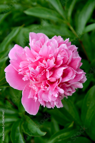 Pink flower of a peony  Paeonia L. 