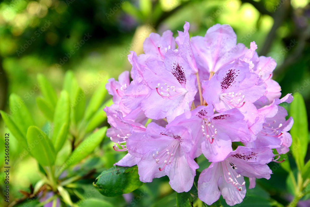 Inflorescence of a pink rhododendron (Rhododendron L.) close up Inflorescence of a pink rhododendron (Rhododendron L.) close up