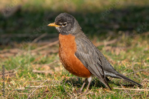 American Robin (turns migrators) looking for worms on spring morning.