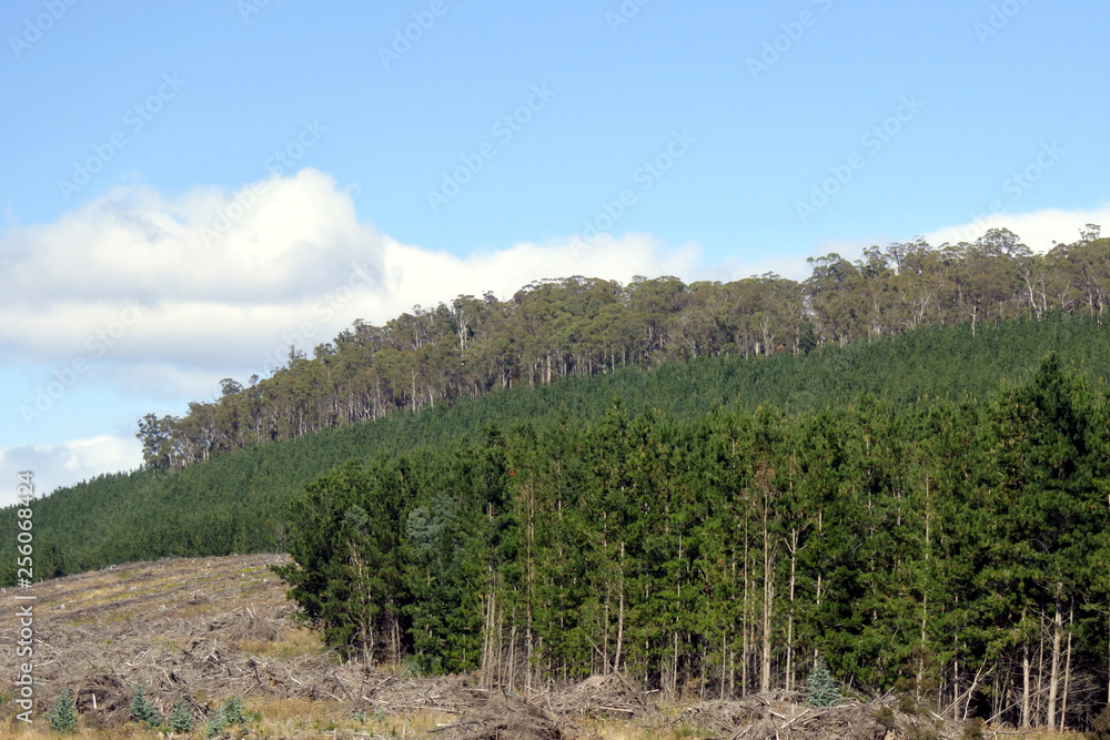 Landscape view of Pine plantation forestry Landscape view of Pine plantation forestry