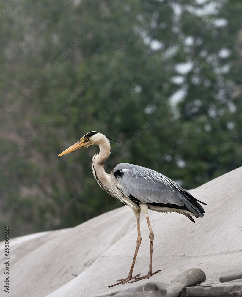 Fototapeta premium Grey heron Ardea cinerea on roof