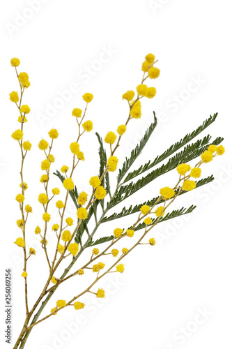 A sprig of flowering mimosa, isolated on white background