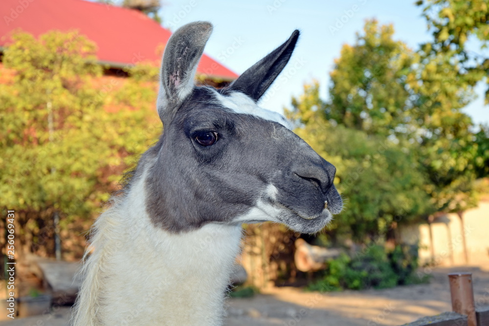 Obraz premium Lama Glama Looking at Head Focus Stock Photo