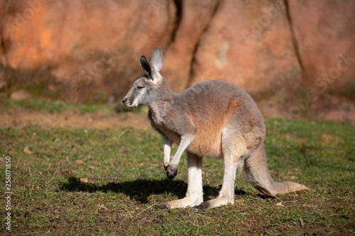 Red kangaroo  Macropus rufus  is the largest of all kangaroos  the largest terrestrial mammal native to Australia